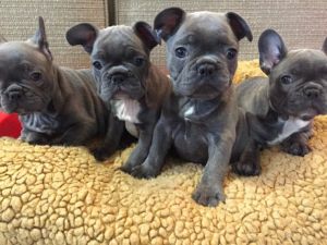 Stunning Kc Registered Huu Clear Puppies