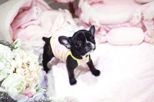 tea cup french bull pupa