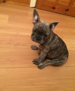 Blue French Bulldogs