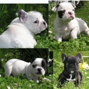 french bulldog puppies available