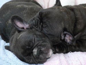 Stunning At Chocolate Puppies