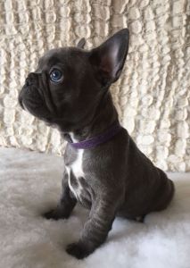 Akc French Bulldog Pups Blue