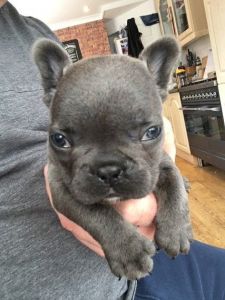 2 Blue French Bulldog Puppies Girls