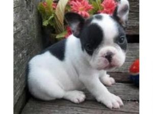 Beautiful french bulldog