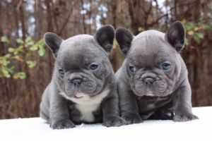 (***) ***-***1 -Lovely French bulldog Puppies