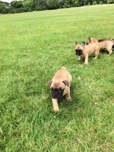 Pedigree French Bulldog Puppies ready for adoption.