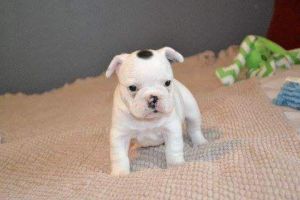 Male and female French bulldogs available