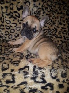 French Bulldog Puppies