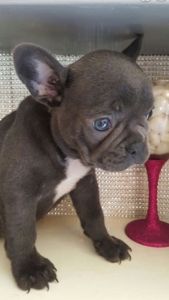 Kc Registered French Bulldog Puppies