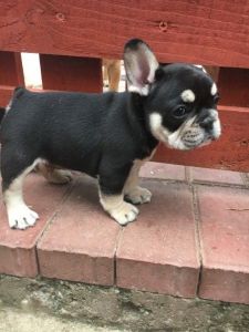 *quad Carrier Black Tan And Sable,fawn Boys