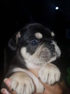 French Bulldog Puppy Ready Now