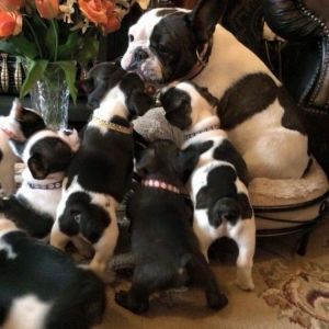 Ay/at Blue Fawn Girl Ready Now