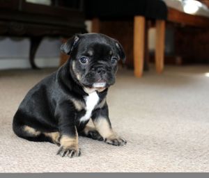 Adorable French Bulldog Puppies X 6,