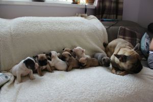 Beautiful Fawn Pups Available Ready Now !!