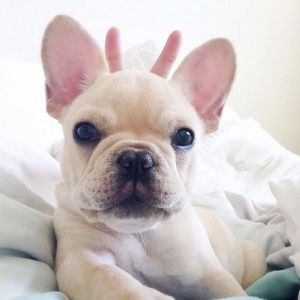 akc light fawn french bull dog