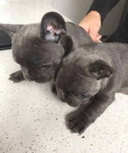 2 Stunning Kc Blue Boys