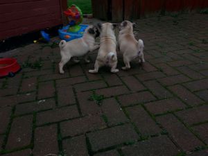 Beautiful French Bulldogs Puppies available.