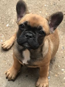 French Bulldog Pups Kc