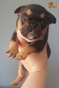 French Bulldog for sale
