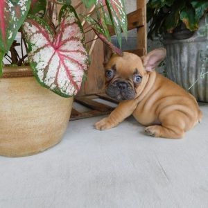 CLEO FRENCH BULLDOG