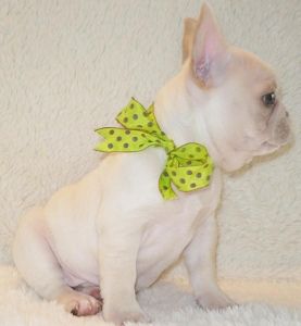 Adorable AKC French Bulldog Puppies
