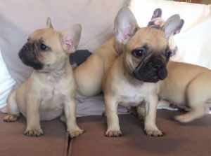 French bulldog puppies for sale