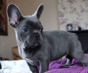 Positive AKC Male and Female Blue french bulldog Puppies for sale now.