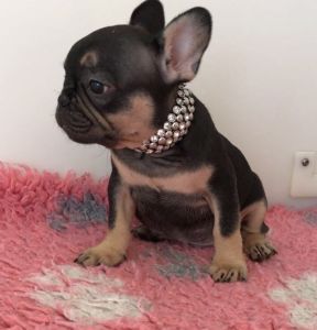 Kc Reg French Bulldog Puppies