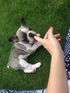 Ready Now Kc Reg Beautiful French Bulldog Puppies