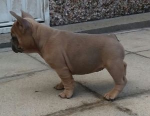 French Bulldog Pups. Fawn/blue Fawn.