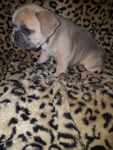 French Bulldog Puppy