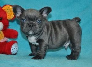 Blue French Bulldog Puppies available now for sale