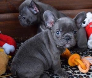Quality M/F Blue French Bulldog puppies ready for new homes
