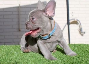 AKC Registered French Bulldog puppies