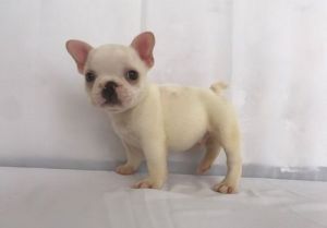 Home raised French Bulldog puppies