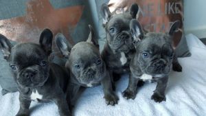 French Bulldog Puppies For Sale