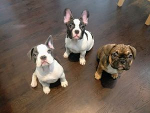 ** Beautiful Fench bulldogPuppies **