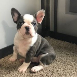 skye female frenchton