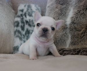 Ready Now Fawn Pied Boy Kc Registered