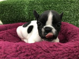 Healthy French Bulldog