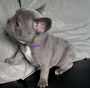 12 weeks At Blue And Lilac Triple And Quad Frenchis