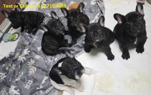 French BullDogs Pup