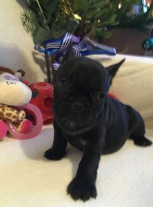 Kc Registered French Bulldogs For Sale