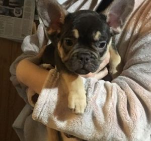 Adorable Frenchie Boys Ready Now