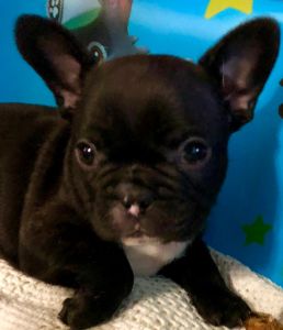 AKC French Bulldog-Female