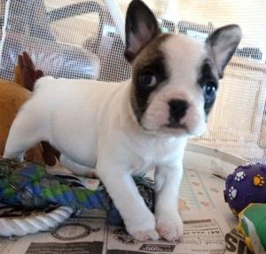 Stunning French Bulldog Puppies boys and girls