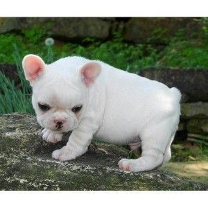 French Bulldog puppies free adoption