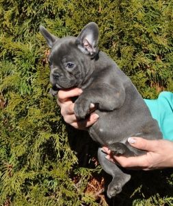 Cute French Bulldog Puppies Available
