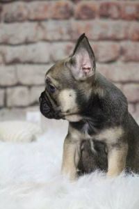 AKC French Bulldog