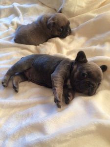french puppies for sale